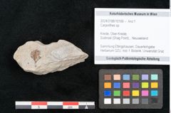 Foto (Objekt + Etikett) von Carpolithes sp. (NHMW-GEO-2024-0188-10166)